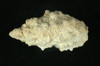 白結螺藏品圖，第2張
